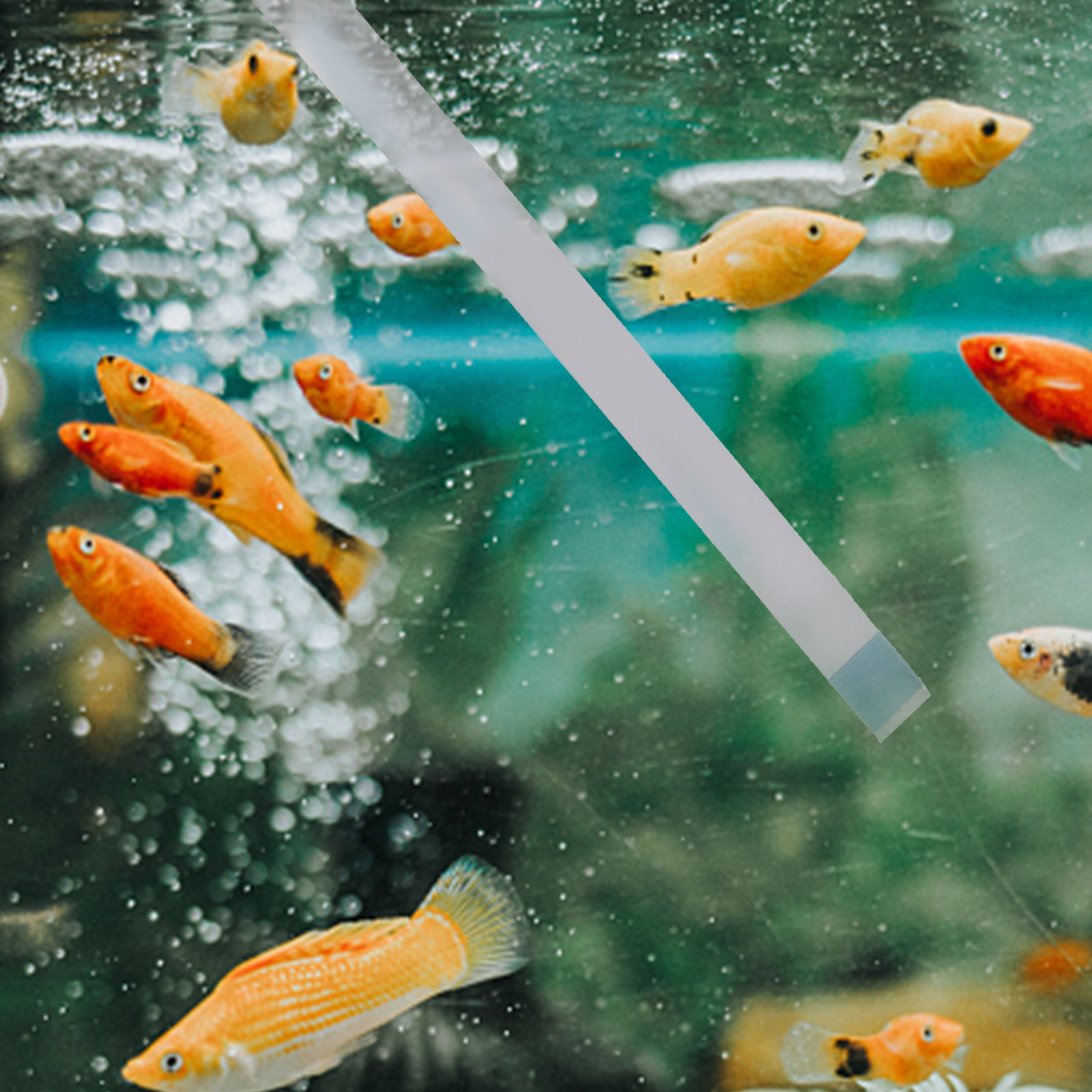 Aquarium Fish Quality - Bandes de test pour piscine, bandelettes