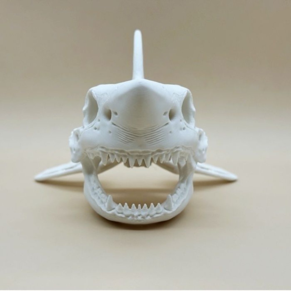 Crâne de requin imprimé en 3D, - Aquarium Fish Shark avis et prix