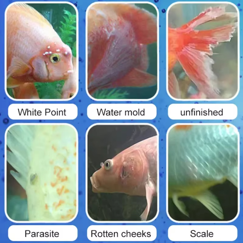 SIKEZHAN Traitement des maladi - Aquarium Fish Quality avis et prix