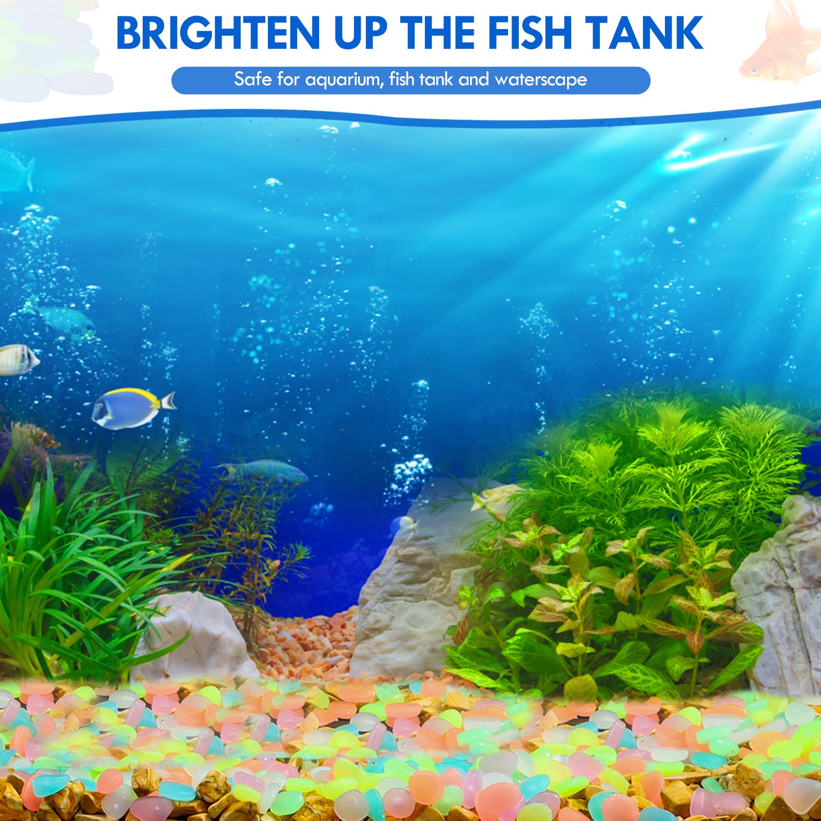 100 pièces brillent dans le no - Aquarium Fish Store avis et prix